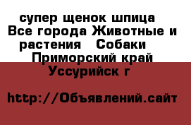 супер щенок шпица - Все города Животные и растения » Собаки   . Приморский край,Уссурийск г.